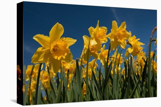 Daffodils-Ivonnewierink-Premier Image Canvas