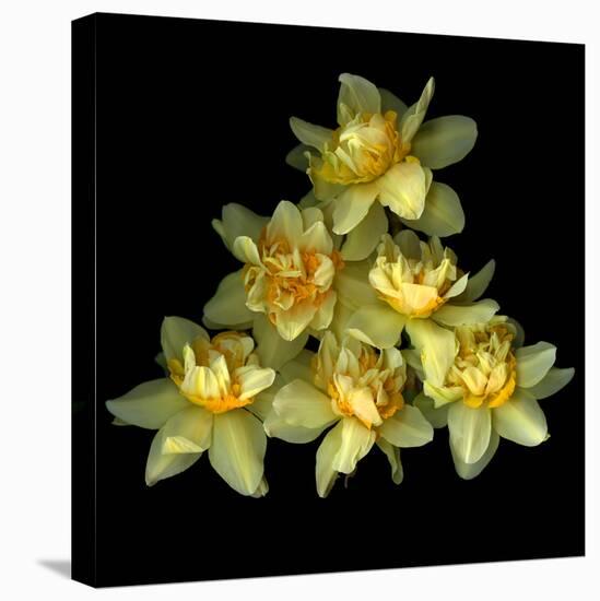 Daffodils-Magda Indigo-Premier Image Canvas