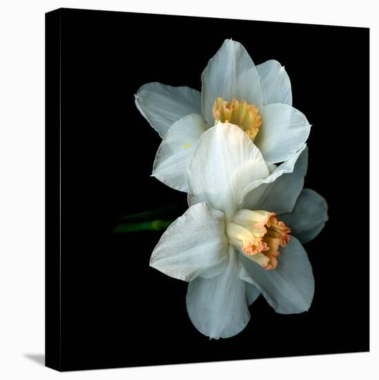 Daffodils-Magda Indigo-Premier Image Canvas