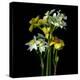 Daffodils-Magda Indigo-Premier Image Canvas