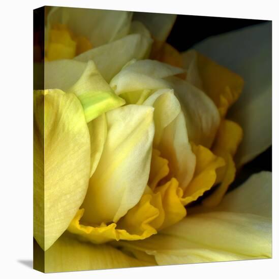 Daffodils-Magda Indigo-Premier Image Canvas