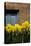 Daffodils-John Gusky-Premier Image Canvas