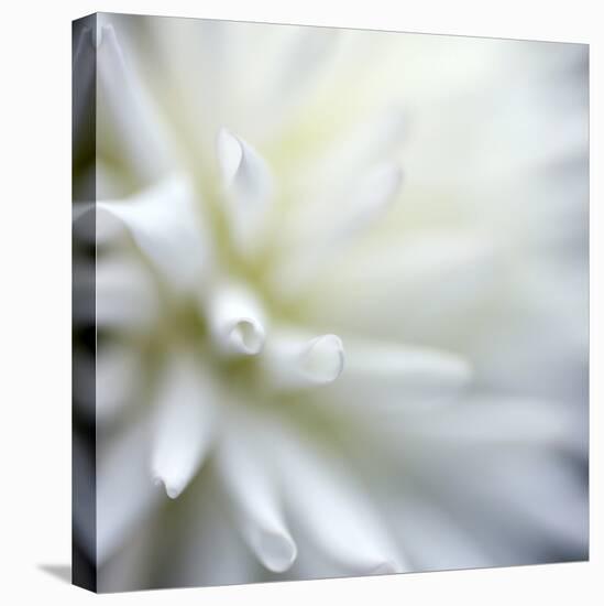 Dahlia Abstract-Anna Miller-Premier Image Canvas