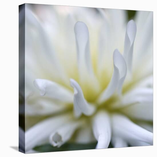 Dahlia Abstract-Anna Miller-Premier Image Canvas