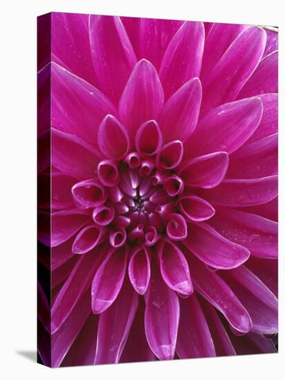 Dahlia Blossom, Manito Park, Spokane, Washington, USA-Charles Gurche-Premier Image Canvas