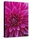 Dahlia Blossom, Manito Park, Spokane, Washington, USA-Charles Gurche-Premier Image Canvas