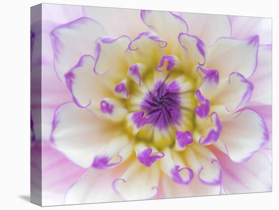 Dahlia Close Up III-Kathy Mahan-Premier Image Canvas