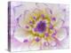 Dahlia Close Up III-Kathy Mahan-Premier Image Canvas