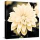 Dahlia Cream I-Joseph Eta-Stretched Canvas