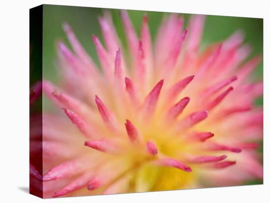 Dahlia Cultivar Abstract Close Up of Petal Formation, UK-Gary Smith-Premier Image Canvas