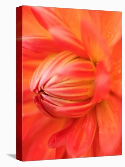 Dahlia Cultivar Abstract Close Up of Petals, UK-Gary Smith-Premier Image Canvas