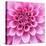 Dahlia Delight-Karen Ussery-Premier Image Canvas