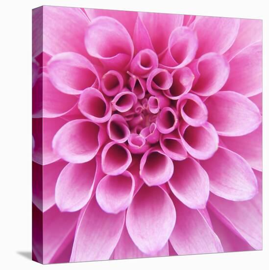 Dahlia Delight-Karen Ussery-Premier Image Canvas