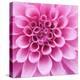 Dahlia Delight-Karen Ussery-Premier Image Canvas