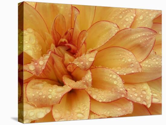 Dahlia Flower with Pedals Radiating Outward, Sammamish, Washington, USA-Darrell Gulin-Stretched Canvas