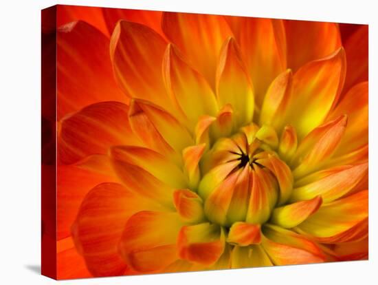 Dahlia Flower with Pedals Radiating Outward, Sammamish, Washington, USA-Darrell Gulin-Premier Image Canvas