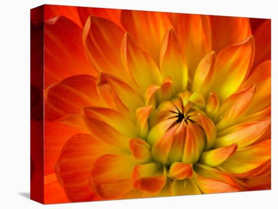 Dahlia Flower with Pedals Radiating Outward, Sammamish, Washington, USA-Darrell Gulin-Premier Image Canvas