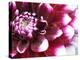 Dahlia Flower with Petals Radiating Outward, Sammamish, Washington, USA-Darrell Gulin-Premier Image Canvas