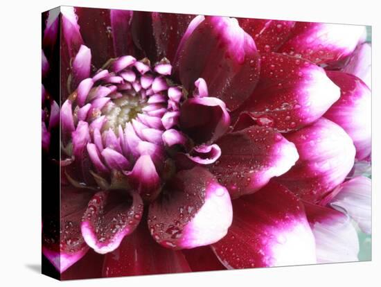 Dahlia Flower with Petals Radiating Outward, Sammamish, Washington, USA-Darrell Gulin-Premier Image Canvas