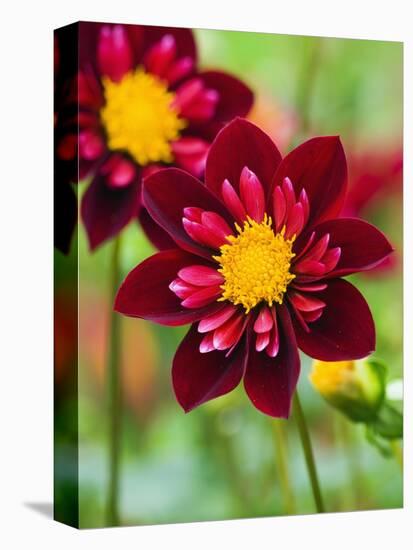 Dahlia Flower-Clive Nichols-Premier Image Canvas