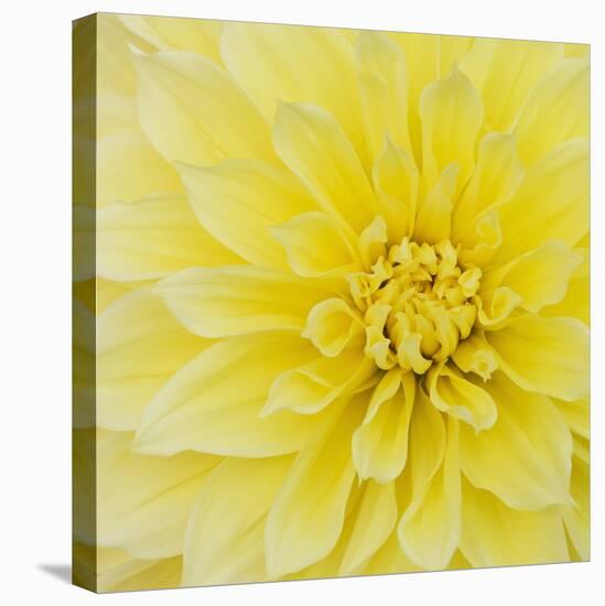 Dahlia Flower-Kaj Svensson-Premier Image Canvas