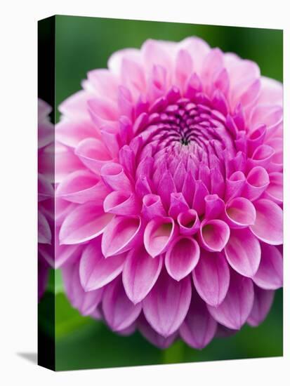 Dahlia 'Jayne Stonestreet'-Clive Nichols-Premier Image Canvas