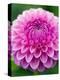 Dahlia 'Jayne Stonestreet'-Clive Nichols-Premier Image Canvas