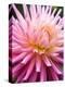 Dahlia 'Jeanne d'Arc'-Clive Nichols-Premier Image Canvas