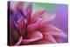 Dahlia Petals Pink Purple-Cora Niele-Premier Image Canvas