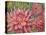 Dahlia Profile 2-Vera Hills-Stretched Canvas