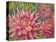 Dahlia Profile 2-Vera Hills-Stretched Canvas