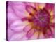 Dahlia, Sammamish, Washington, USA-Darrell Gulin-Premier Image Canvas