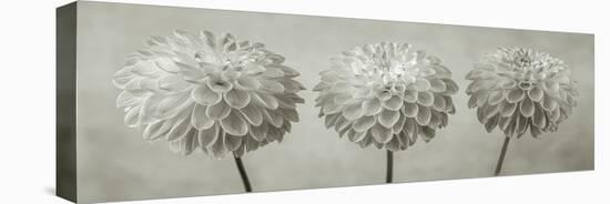 Dahlia Trio-Assaf Frank-Stretched Canvas