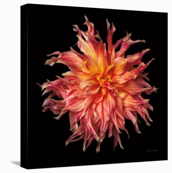 Dahlia VI-Debra Van Swearingen-Premier Image Canvas