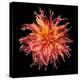 Dahlia VI-Debra Van Swearingen-Premier Image Canvas