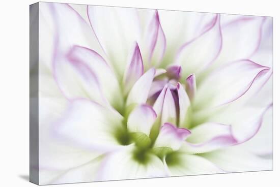 Dahlia-Dawn LeBlanc-Stretched Canvas