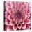 Dahlia-Ken Bremer-Stretched Canvas