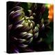 Dahlia-Katherine Sanderson-Premier Image Canvas