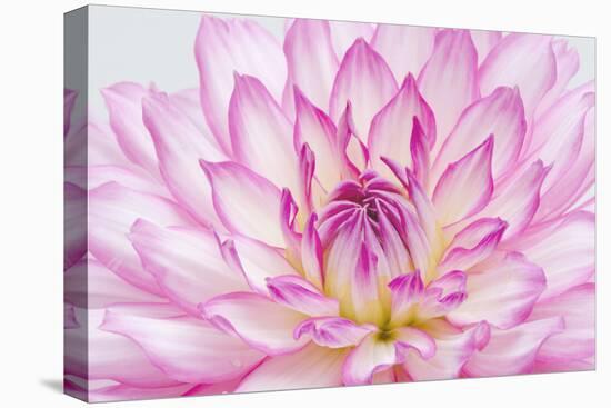 Dahlia.-Alan Majchrowicz-Premier Image Canvas