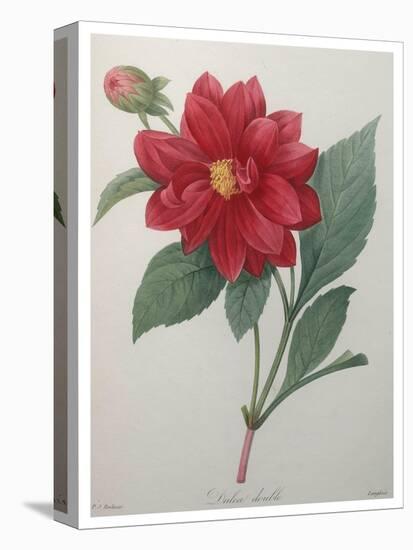 Dahlia-Pierre-Joseph Redoute-Stretched Canvas