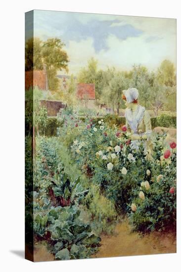 Dahlias, 1896-Alfred Augustus Glendenning-Premier Image Canvas