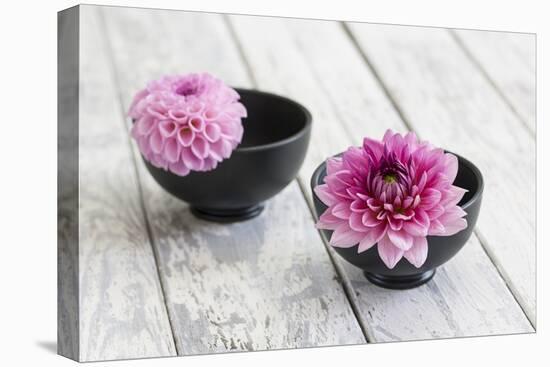 Dahlias, Pink, Shells, Black, Wood-Andrea Haase-Premier Image Canvas