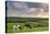 Dairy cattle grazing in a Cornish field at sunset in summer, St. Issey, Cornwall, England-Adam Burton-Premier Image Canvas