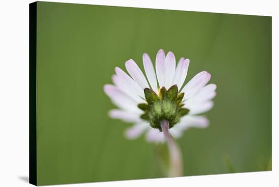 Daisies, Bellis perennis, blossom, close-up-David & Micha Sheldon-Stretched Canvas