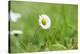 Daisies, Bellis perennis, blossom, close-up-David & Micha Sheldon-Premier Image Canvas