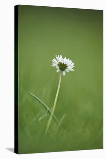 Daisies, Bellis perennis, blossom, close-up-David & Micha Sheldon-Stretched Canvas