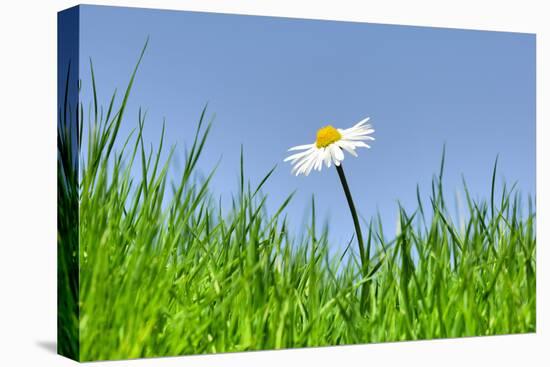 Daisies, Close-Up, Bellis Perennis, Heaven, Blue, Meadow-Herbert Kehrer-Premier Image Canvas