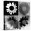 Daisies In Black And White-Ruth Palmer-Stretched Canvas