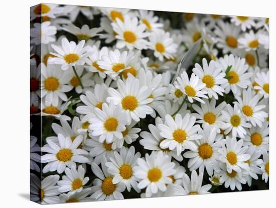 Daisies-null-Premier Image Canvas