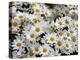 Daisies-null-Premier Image Canvas